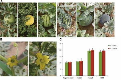 Mapping and Analysis of a Novel Genic Male Sterility Gene in Watermelon (Citrullus lanatus)